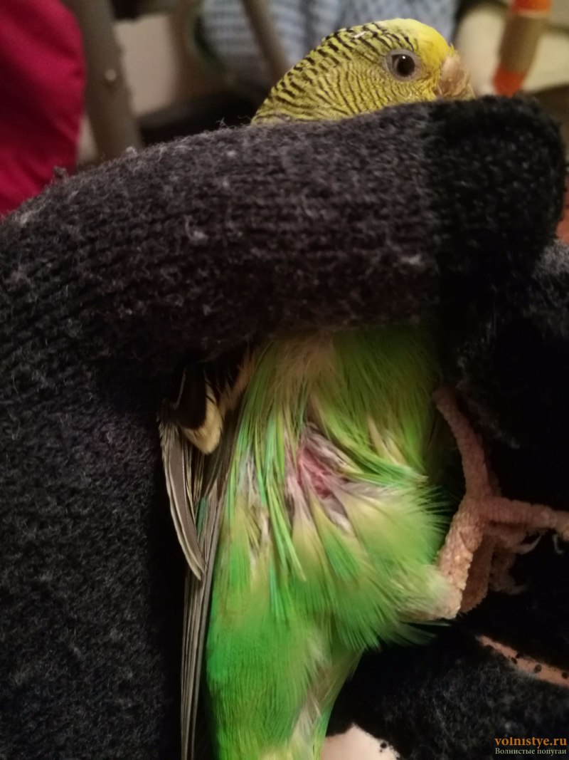 Dermanyssus gallinae строение