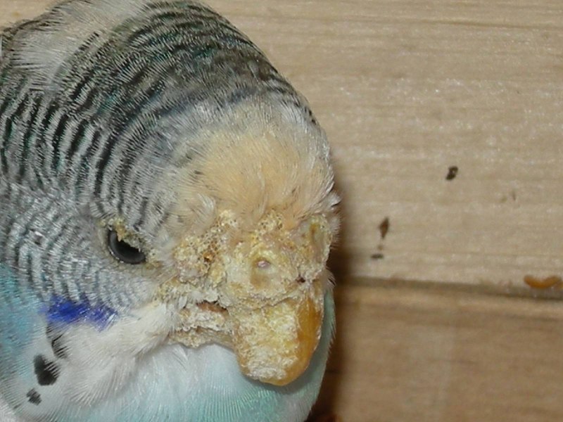 Клещ Dermatophagoides farinae