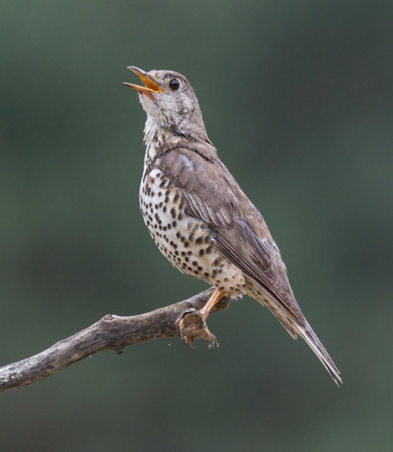Серый Дрозд (Grey Catbird)