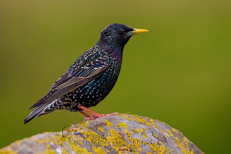 Sturnus vulgaris