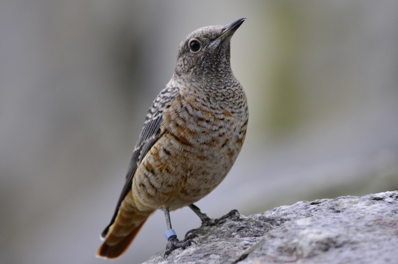 Colaptes auratus