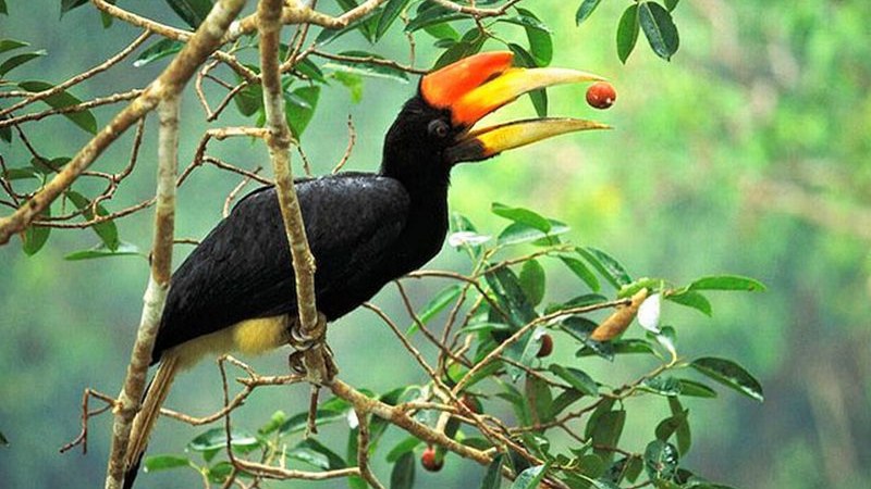 Птицы-носороги (Bucerotidae).