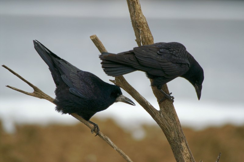 Corvus frugilegus птенцы