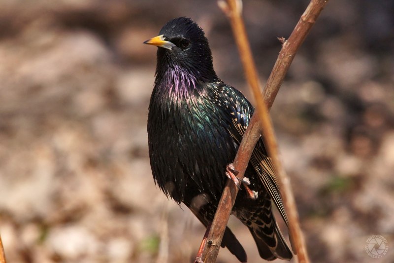 Starling Bird