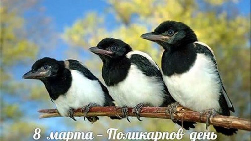 Маленькая сорока