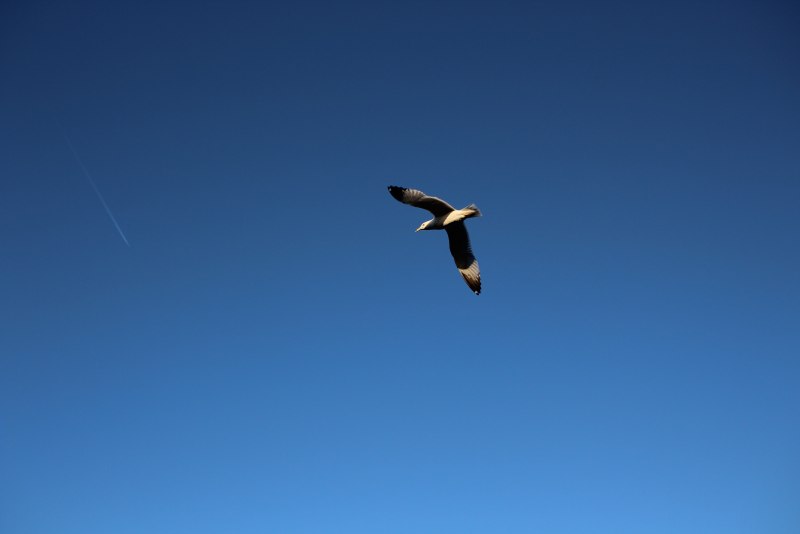 Fly полет