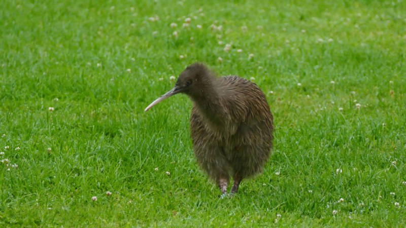 Apteryx Rowi