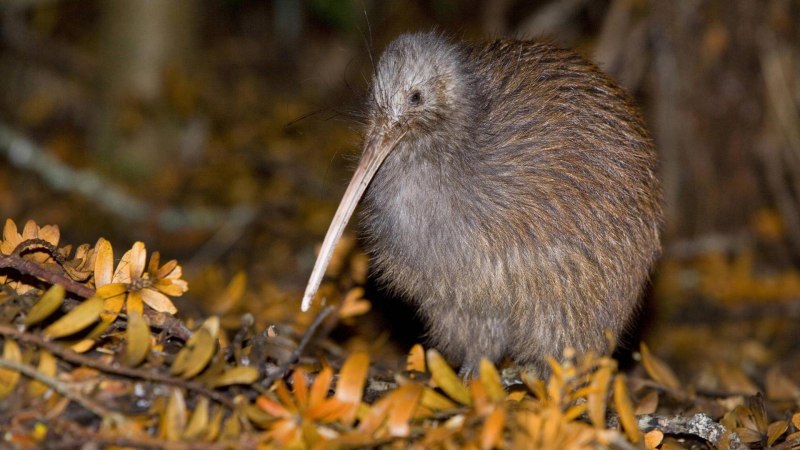 Apteryx Rowi
