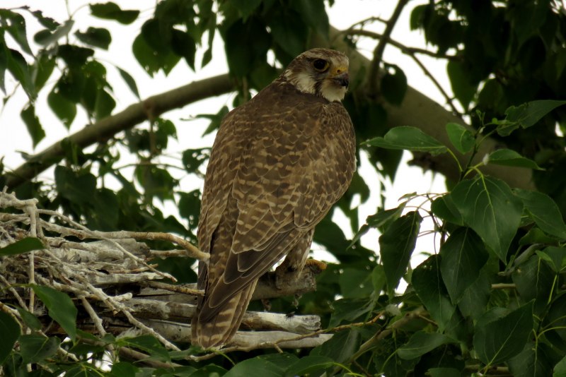 Falcon коричневый