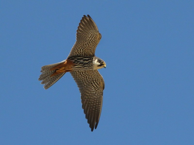 Кречет - Falco rusticolus Linnaeus