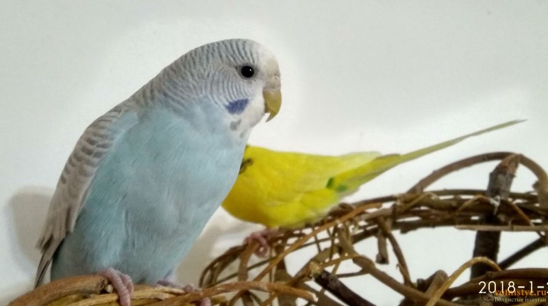 Birds Live цвета