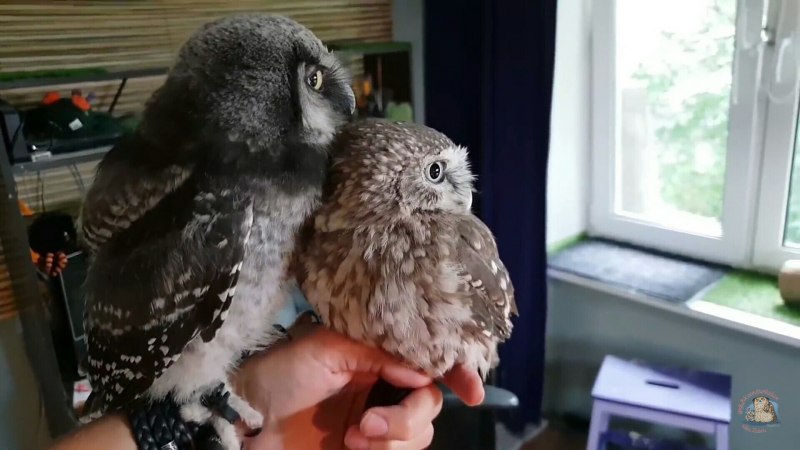Кроличий Сыч шипит