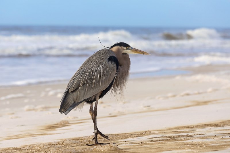 Egretta eulophotes
