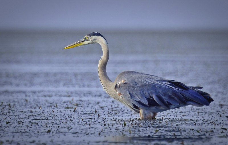 Цапля серая (Ardea cinerea)