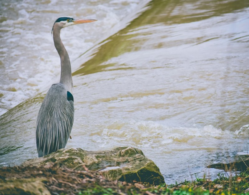 Heron Florida, США