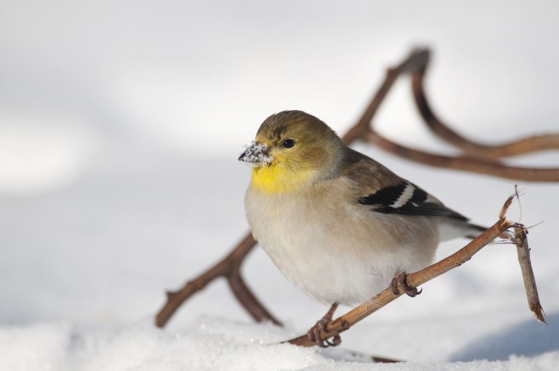 Carduelis citrinella