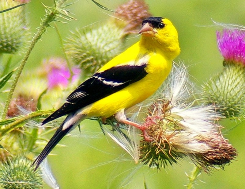 American Goldfinch птица