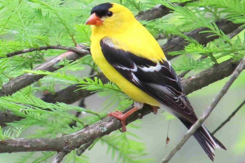 Carduelis tristis