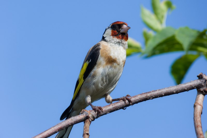 American Goldfinch птица