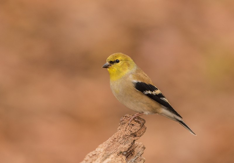 American Goldfinch птица