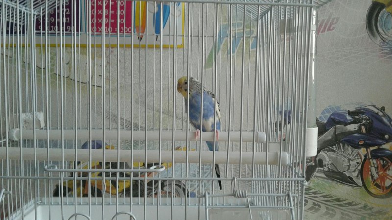 Розелла лютино