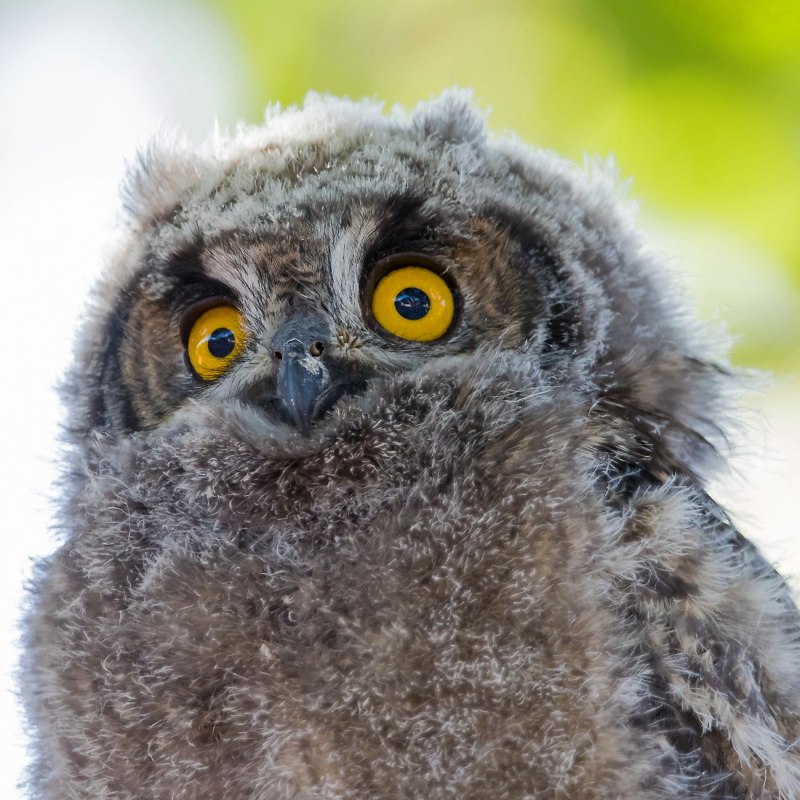 Spotted Eagle-Owl