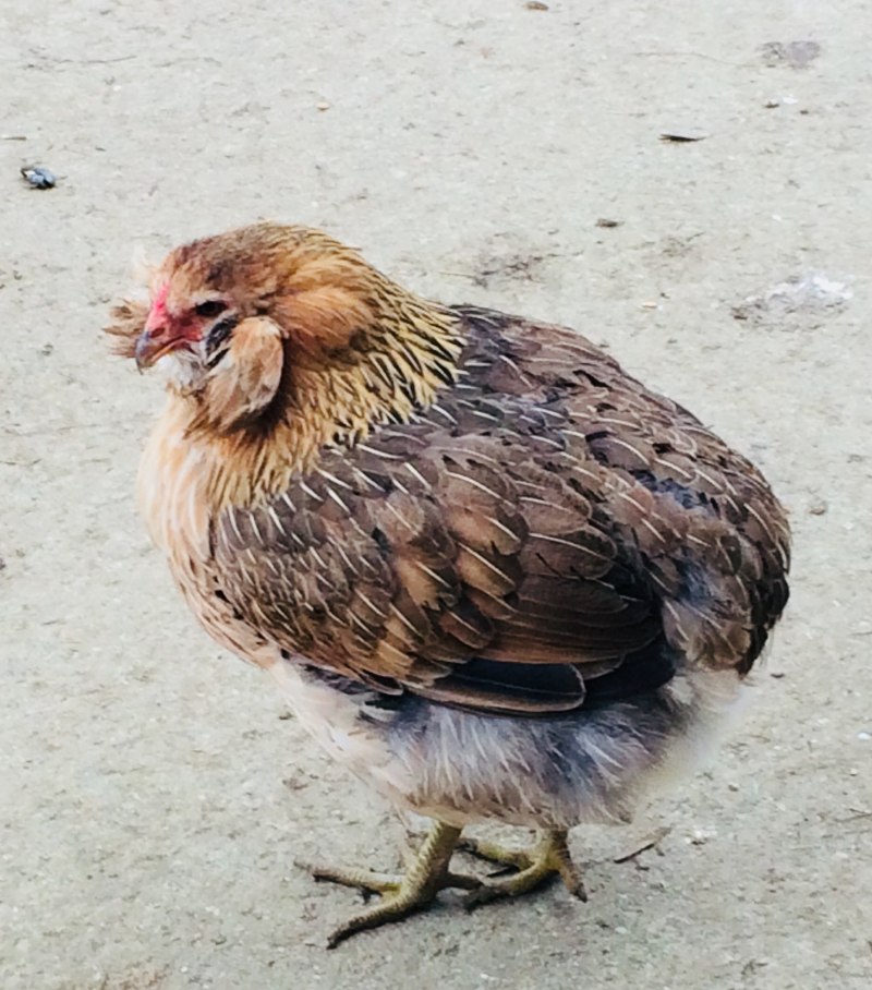 Олив Эггер курица