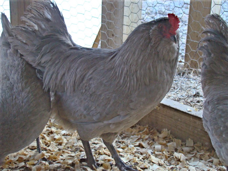 Black Copper Marans яйцо