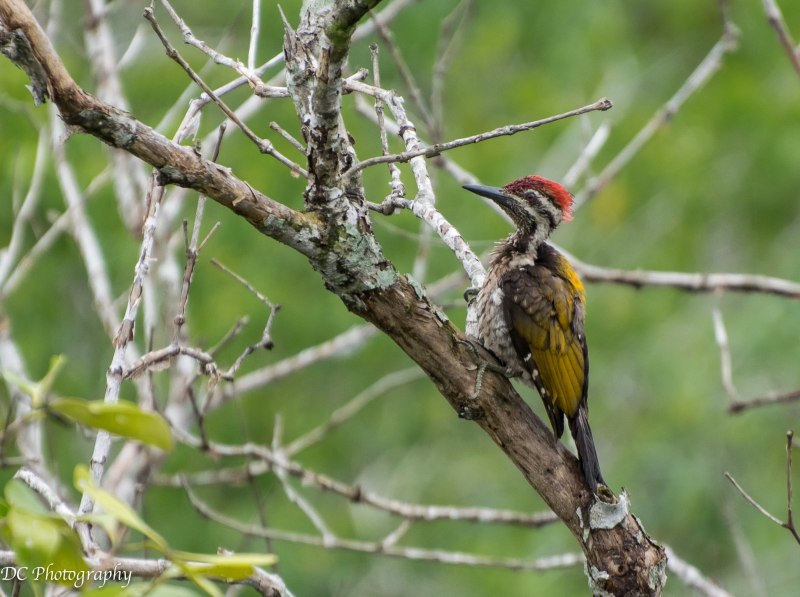 Андский шилоклювый дятел (Colaptes rupicola)