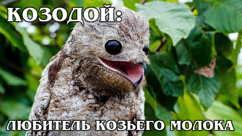 Отряд Козодоеобразные птицы