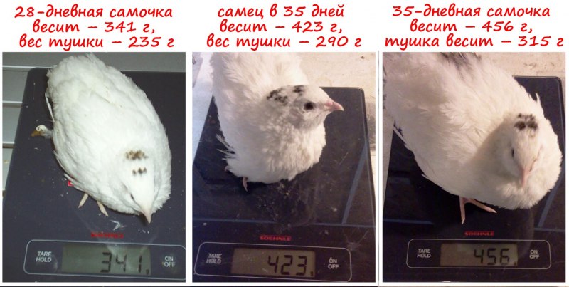 Перепелка техасская белая