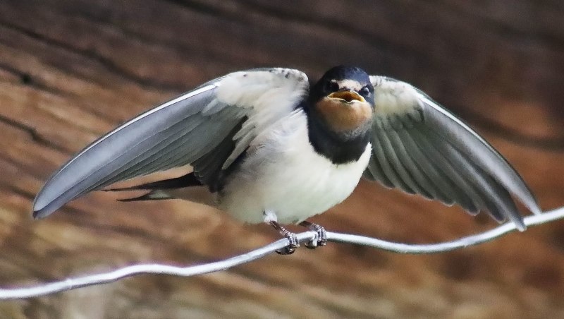 Ласточка городская (Delichon urbicum)