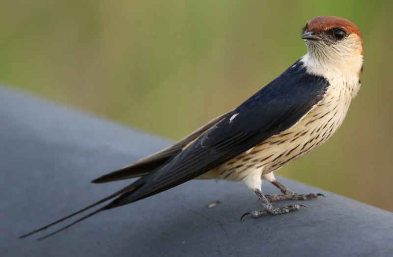 Cecropis semirufa