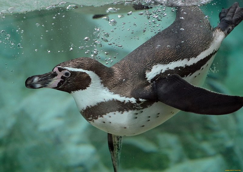 Пингвин гумбольдта (34 фото)