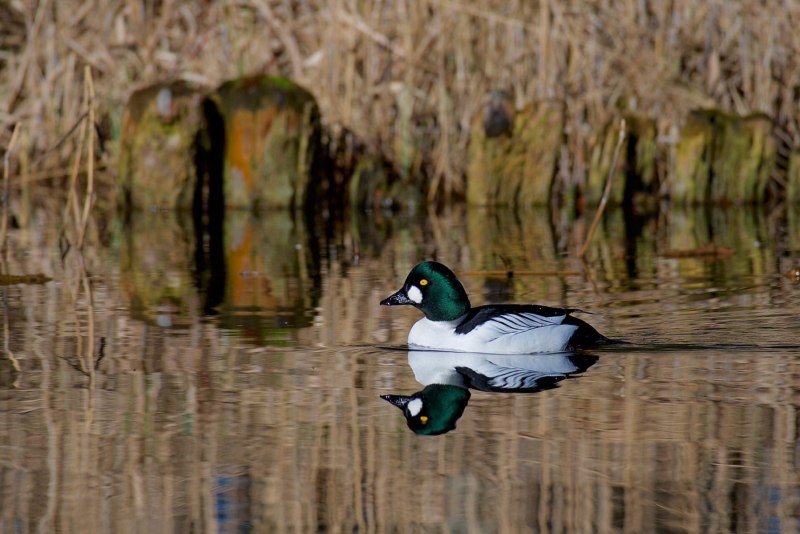 Bucephala clangula