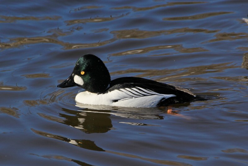 .Гоголь - Bucephala clangula (l.);