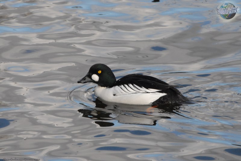 Исландский Гоголь Bucephala islandica