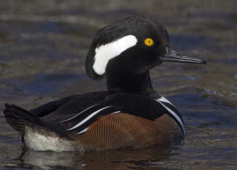 Гоголь Bucephala clangula