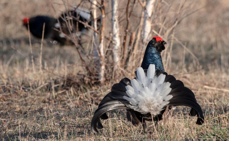 Глухарь (Tetrao urogallus)