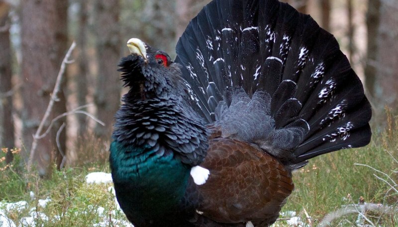 Комплект чучел тетерев NRA FUD Black Grouse (тетерев)