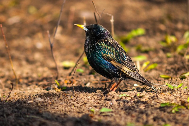 Обыкновенный скворец (Sturnus vulgaris)
