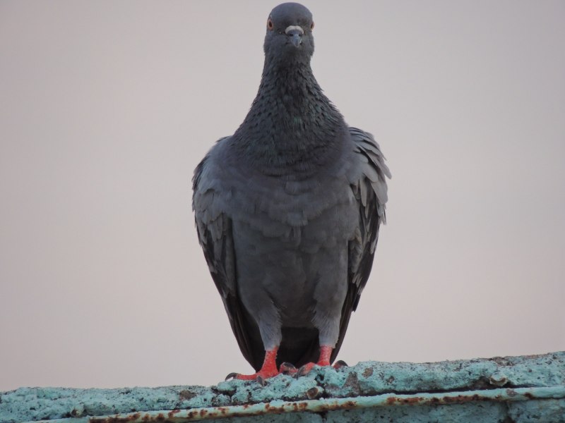 Ice Pigeon