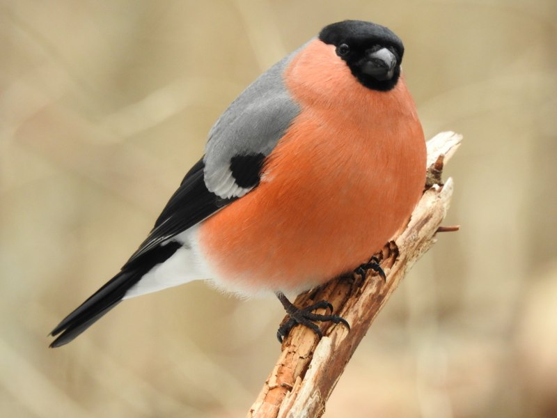 Pyrrhula coccinea