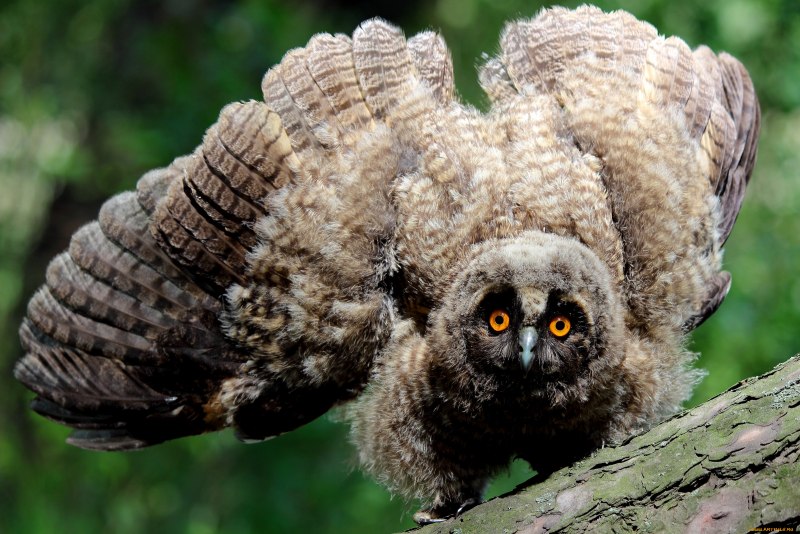 Unexpected Owl