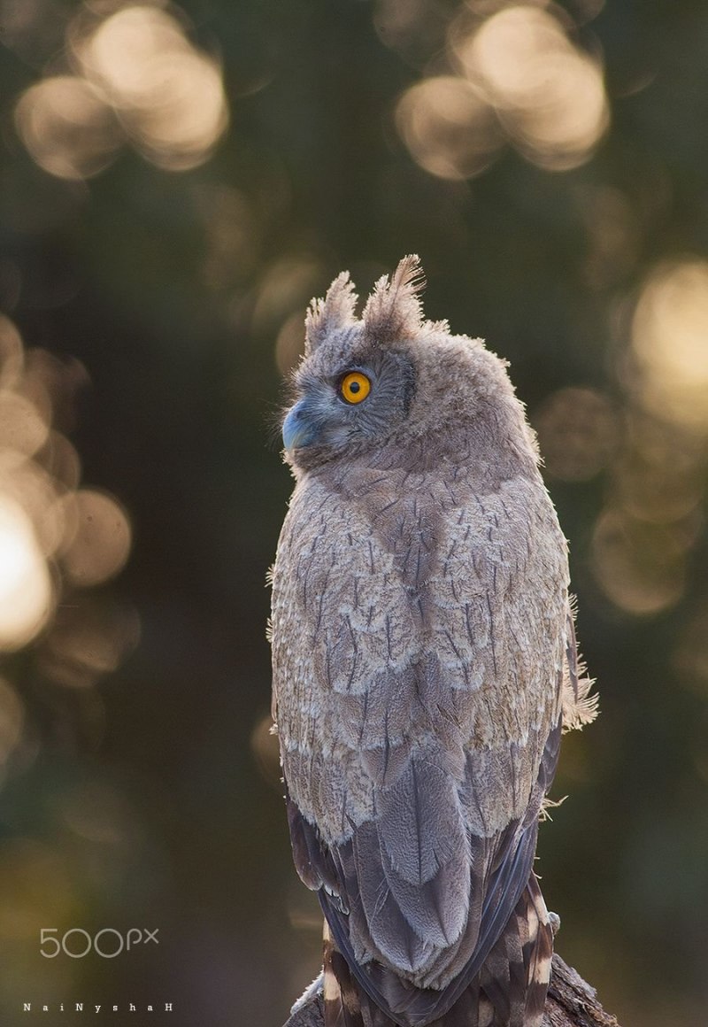 Dusky Eagle-Owl