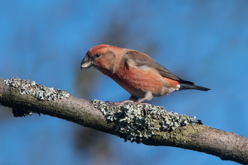 Клёст-Сосновик Loxia pytyopsittacus