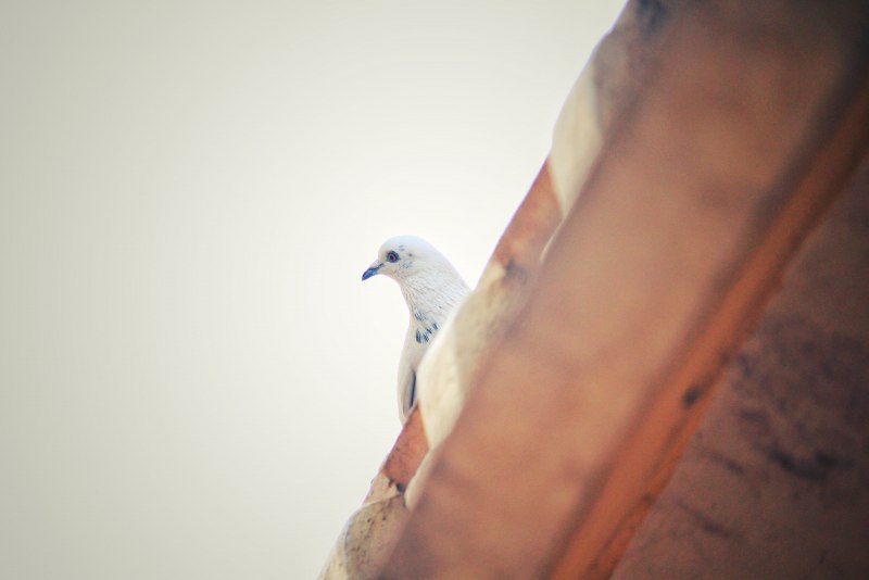 White Pigeon aesthetic