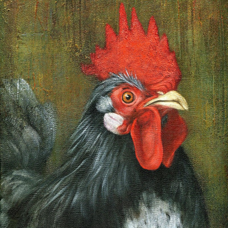 Петух курица цыпленок