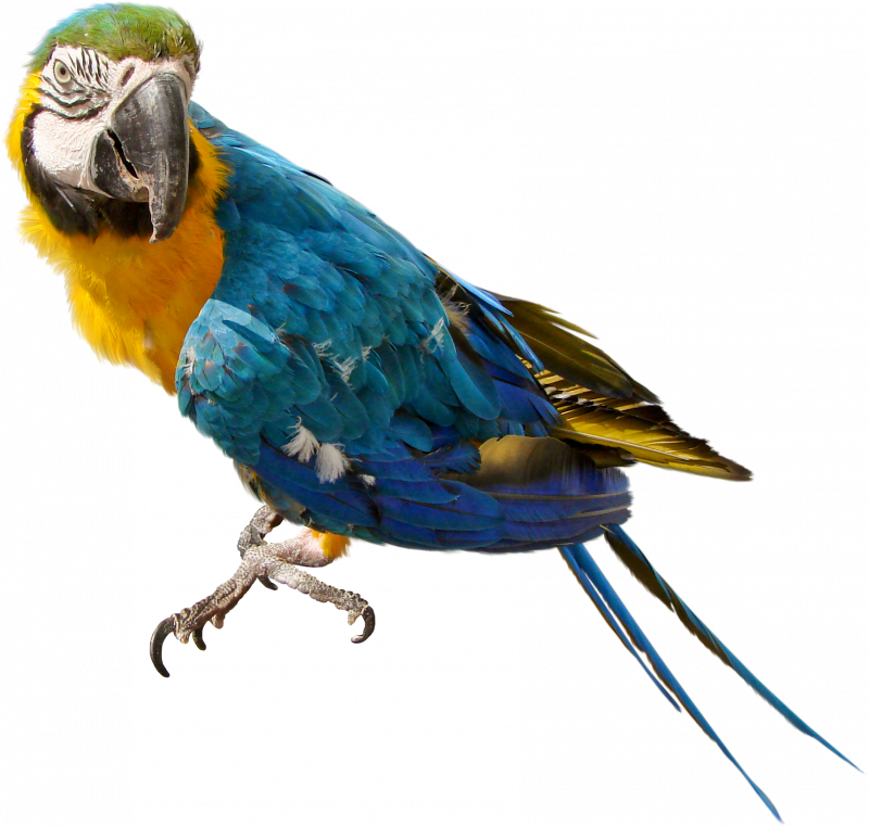 Parrotlet попугай
