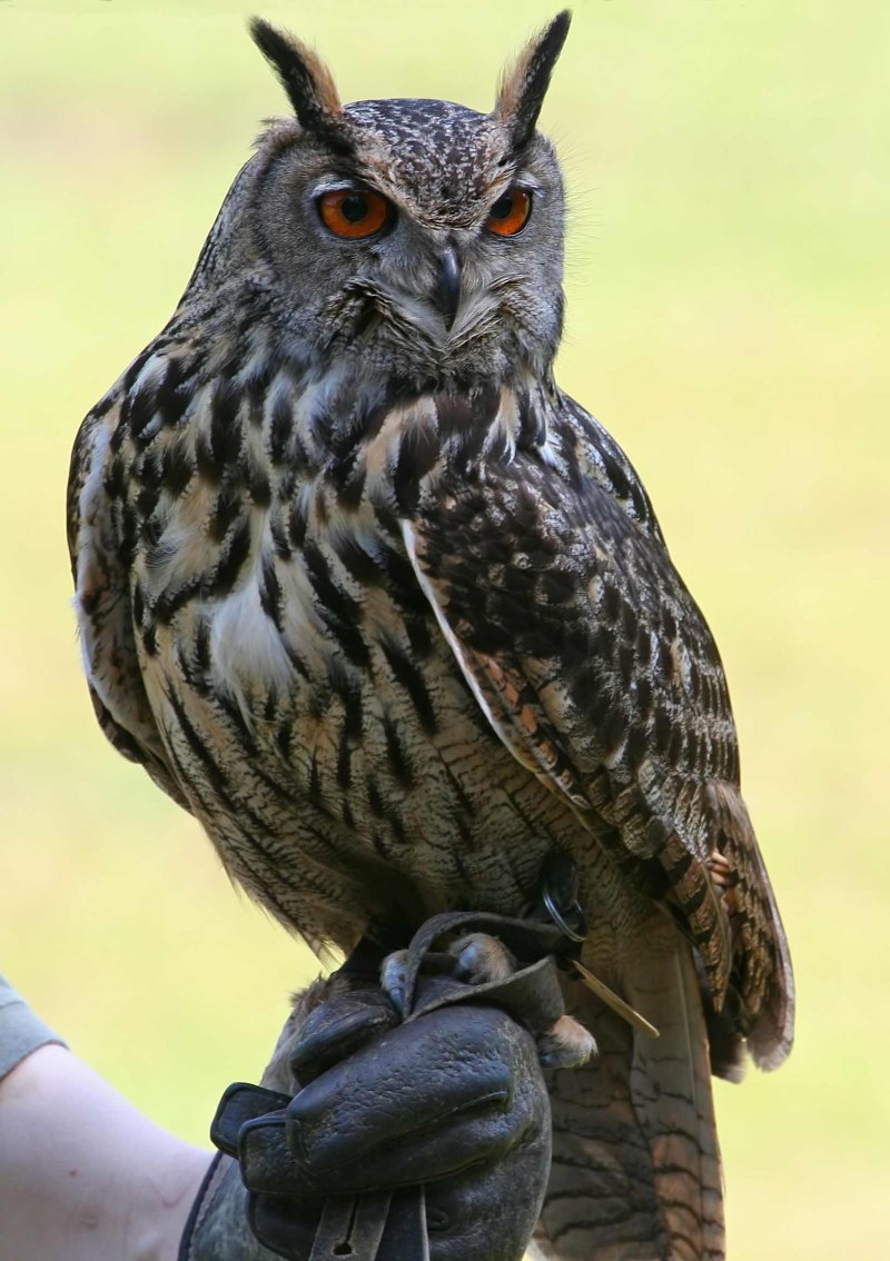 Европейский Филин (Bubo Bubo)